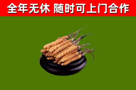 尚志回收散虫草