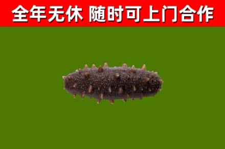 尚志回收海参干